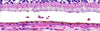 Benz Microscope H&E Stain Kit, Hematoxylin (Ehrlichs) EosinLaboratory SuppliesLaboratory_Stains and ChemicalsBZ0921