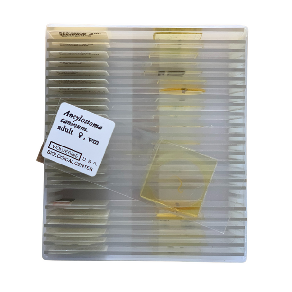 Basic Biology Slide Set, 25 Prepared Slide in Plastic Case