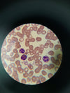 Wright's Blood Stain Kit with Bibulous PaperStains and ChemicalsLaboratory_Stains and ChemicalsMade in USABZ1250L