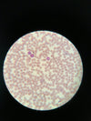 Wright's Blood Stain Kit with Bibulous PaperStains and ChemicalsLaboratory_Stains and ChemicalsMade in USABZ1250L