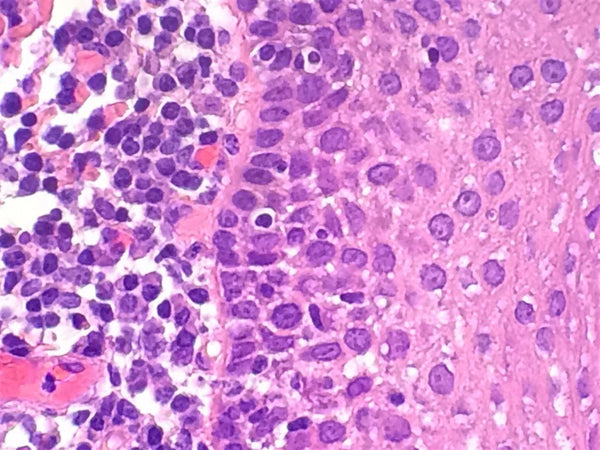Benz Microscope H&E Stain Kit, Hematoxylin (Ehrlichs) EosinLaboratory SuppliesLaboratory_Stains and ChemicalsBZ0921