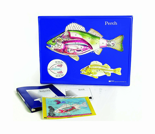 Perch Model Activity Set (#LS457)Instructional MaterialsInstructional_Life SciencesMade in USALS457