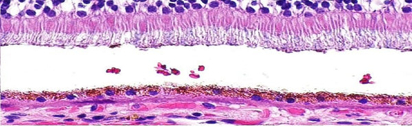 Benz Microscope H&E Stain Kit, Hematoxylin (Ehrlichs) Eosin - 2