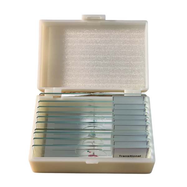 Basic Glass Slide Set, 10 Prepared Slide in Flip-top Plastic Storage Case