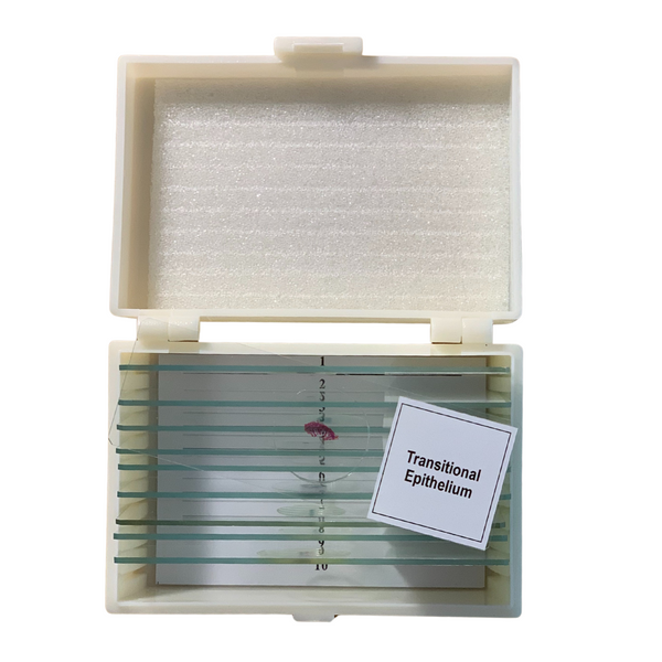 Basic Glass Slide Set, 10 Prepared Slide in Flip-top Plastic Storage Case