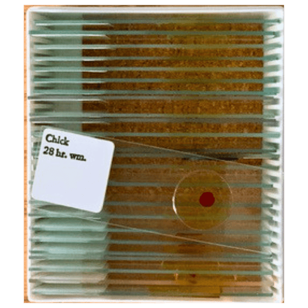 Advanced General Science Slide Set, 25 Prepared Slide in Plastic CasePrepared SlidesInstructional_Life SciencesMade in USA94013