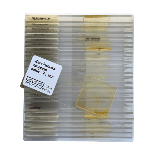 Basic Biology Slide Set, 25 Prepared Slide in Plastic Casemicroscope slidesInstructional_Life SciencesMade in USA94050
