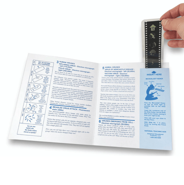 Microslide Lesson Plan Set, Kingdom Fungi - Benz Microscope Optics Center