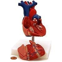Human Heart Model, 2-Parts, with Stand and Key Booklet (#P25204RT) - Benz Microscope Optics Center