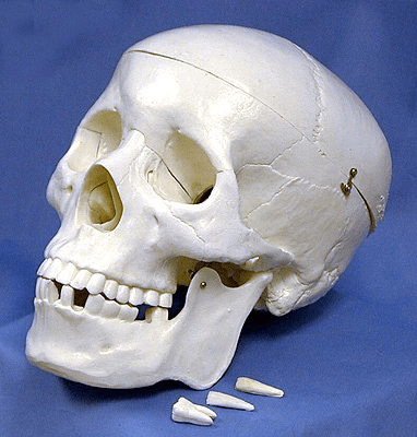 Human Skull Models, Life Sized (#WC 1020) - Benz Microscope Optics Center