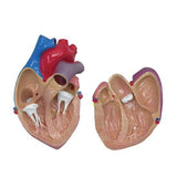 Human Anatomy Heart Model, 2-Parts with Stand and Key Card (GPI 250)